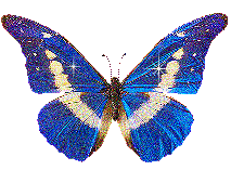 btterfly075