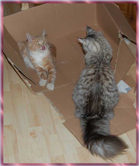 pappe3