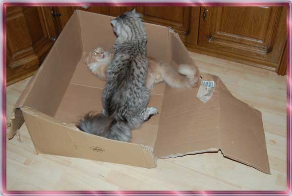 pappe5